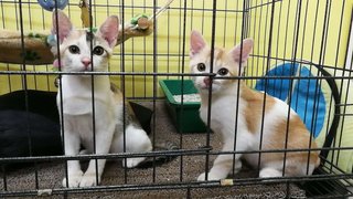 Xiaoshan &amp; Daju - Calico + Domestic Short Hair Cat