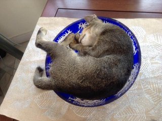 Hunter curling up into a ball--in a bowl. ♥