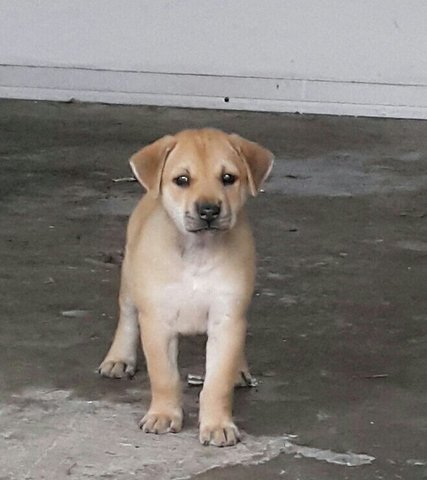 Ester (Plz See Video) Adopted  - Mixed Breed Dog