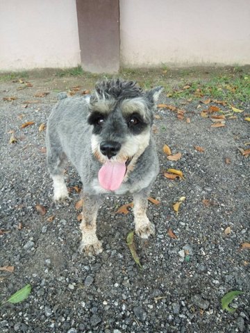 Found Schnauzer  - Schnauzer Dog