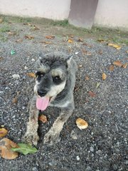 Found Schnauzer  - Schnauzer Dog