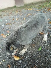 Found Schnauzer  - Schnauzer Dog