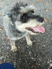 Found Schnauzer  - Schnauzer Dog