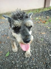 Found Schnauzer  - Schnauzer Dog