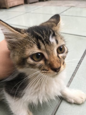 Adorable Kittens Looking For Home - Domestic Short Hair Cat