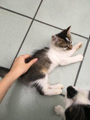 Adorable Kittens Looking For Home - Domestic Short Hair Cat