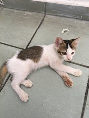 Adorable Kittens Looking For Home - Domestic Short Hair Cat