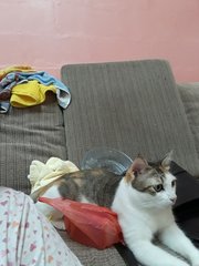 Miyuki (Yuki) - Domestic Short Hair Cat