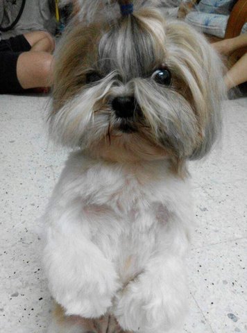 Porky - Shih Tzu Dog