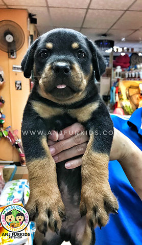 Quality Big Bone Male Rottweile1r Pup - Rottweiler Dog