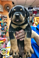 Quality Big Bone Male Rottweile1r Pup - Rottweiler Dog