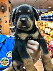 Quality Big Bone Male Rottweile1r Pup - Rottweiler Dog