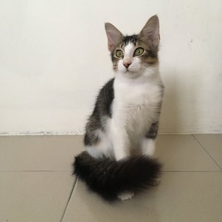 Gus - Domestic Medium Hair Cat