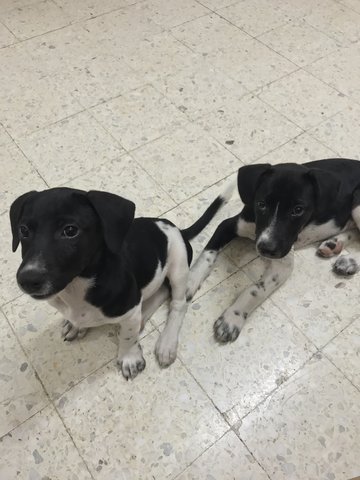 Milky &amp; Mimi - Mixed Breed Dog