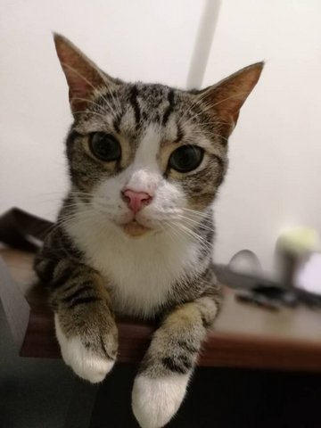 Baby - American Shorthair Cat