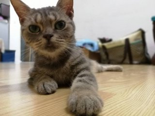 Baby - American Shorthair Cat