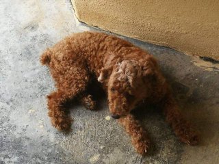 PF87211 - Poodle Dog