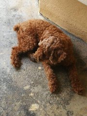 PF87211 - Poodle Dog