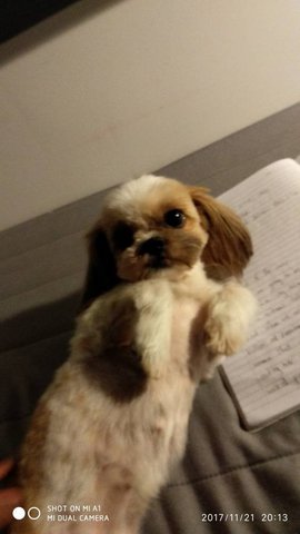 Suzy - Shih Tzu Dog