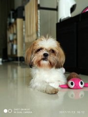 Suzy - Shih Tzu Dog