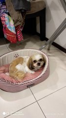 Suzy - Shih Tzu Dog