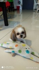 Suzy - Shih Tzu Dog