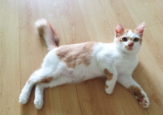 Fluffy Hair Cheeky  - Domestic Medium Hair Cat