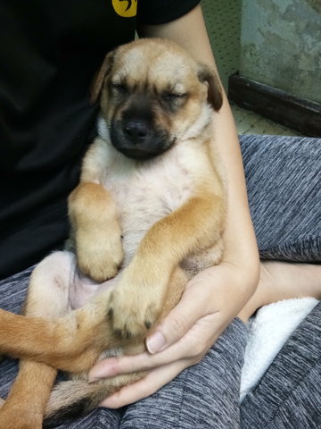 Cutie Brownie - Mixed Breed Dog