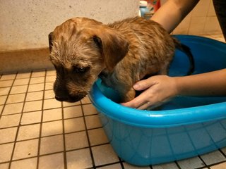 Cutie Brownie - Mixed Breed Dog