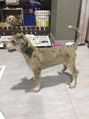 Doggie Re6 - Mixed Breed Dog