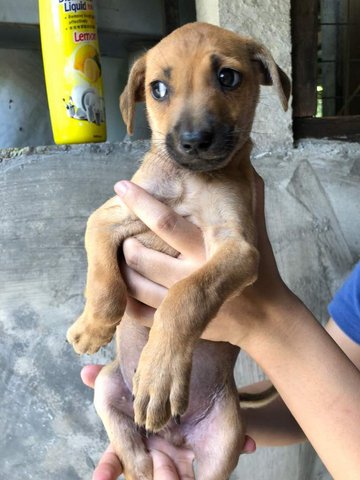 Curry, Basil, Mayo, Butter, Flaxy - Mixed Breed Dog