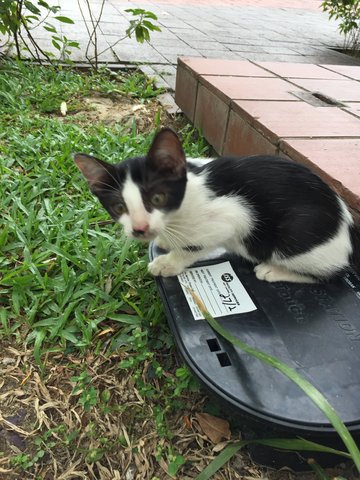 Kitty  - Domestic Medium Hair Cat