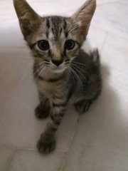 Rainy - Domestic Short Hair Cat