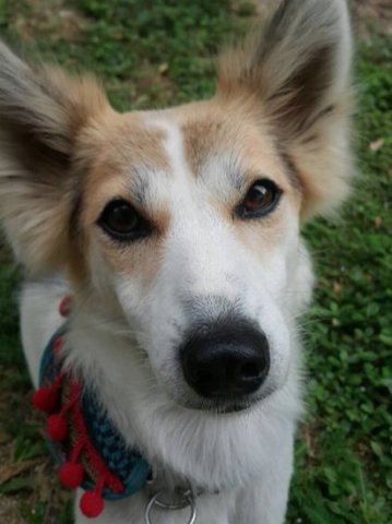 Caramel - Mixed Breed Dog