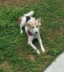 Caramel - Mixed Breed Dog