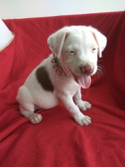 Baby Mc Boy - Mixed Breed Dog