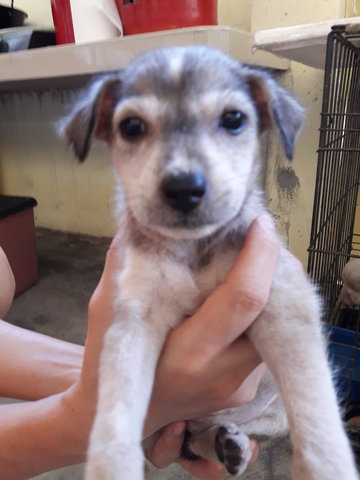 Mixed Husky - Husky Mix Dog