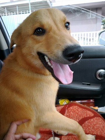 Butter - Mixed Breed Dog