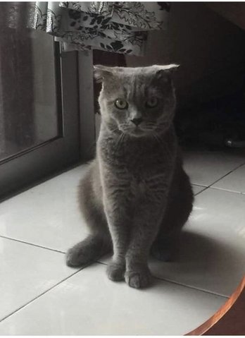 Miko - British Shorthair + Scottish Fold Cat