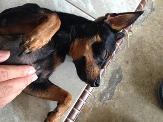 Lucky - Miniature Pinscher Dog