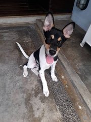 Oreo - Mixed Breed Dog