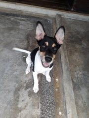 Oreo - Mixed Breed Dog