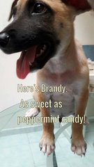 Brandy - Belgian Shepherd Malinois Mix Dog