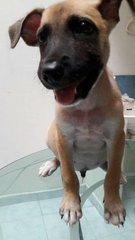 Brandy - Belgian Shepherd Malinois Mix Dog