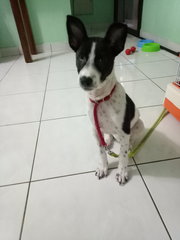 Doggie R13 - Mixed Breed Dog