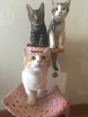 Macy ( Calico ), Madrid &amp; Mike ( Tabby)  - Domestic Short Hair + Domestic Medium Hair Cat