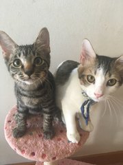 Macy ( Calico ), Madrid &amp; Mike ( Tabby)  - Domestic Short Hair + Domestic Medium Hair Cat