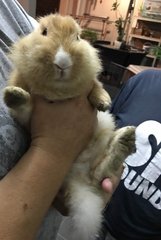 PF87298 - Lionhead Rabbit