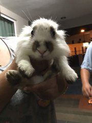 PF87298 - Lionhead Rabbit