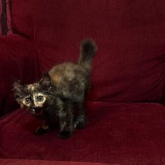 Lola - Domestic Medium Hair Cat